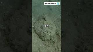 The Deadly Stonefish  Natures Master of Disguise facts shorts fish viralvideo [upl. by Nasya]