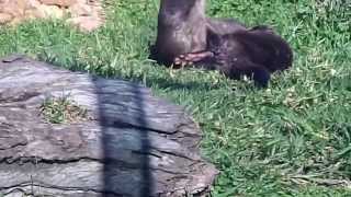 Otters Still Mating Again [upl. by Nerad167]