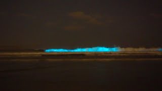 Bioluminescence in Ocean Beach San Diego [upl. by Nnylekoorb213]