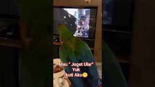 Burung Ini quotJoget Ularquot Axl Roses😁shorts axlrose viral [upl. by Kawasaki]