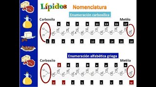 Estructura y nomenclatura de los lípidos [upl. by Jaquenette]