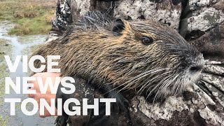 Louisiana Is Paying 6 for Every Swamp Rodent You Can Kill [upl. by Ayeka107]