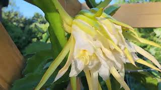 Dragon Fruit Flower Bud  Update 62 14 days Wilting already [upl. by Ttirb]