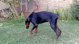 doberman pinscher doglover mostbeutiful europe cutedog sweetdog please 🙏 like and subscribe [upl. by Harlene420]