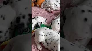 Do you know why dalmatian breed is so unique With clear spotting amp never same pattern 🐾🔝🐾 [upl. by Marmion]