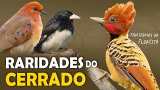 As 9 RARIDADES do CERRADO  AVES MAIS DIFÍCEIS de VER [upl. by Yendor]