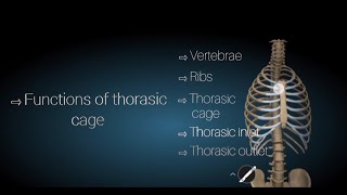 Thorasic Cage  Viren Kyra  Dr chandana [upl. by Recnal]