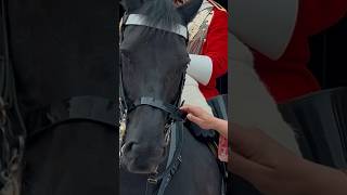 HORSE SAYS ‘LEAVE ME ALONE’ ⚠️🐎  Horse Guards Royal guard Kings Guard Horse London 2024 [upl. by Nyrhtak]