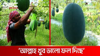 পাবনায় ব্ল্যাক বেবী তরমুজ চাষ করে সাফল্য  DBC NEWS [upl. by Larisa887]