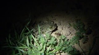 Western Spadefoot Toad [upl. by Davidoff978]