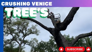 Experts Remove Hazardous Oak Tree Near Power Line in Venice FL [upl. by Lib]