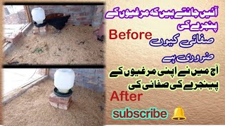 Today I cleaned chicken coop of Lohmann brown ampLohmann black chicken lohmannbrownchickenfarmlahore [upl. by Etna]