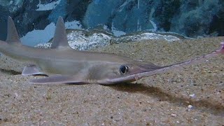 Facts The Sawshark [upl. by Ornas]