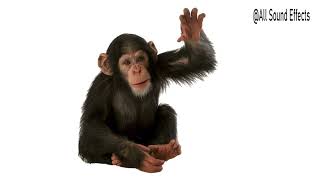 Monkey Sound Effect Chimpanzee [upl. by Jaye998]