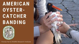 American Oystercatcher Banding in Pinellas County Florida [upl. by Anirt125]