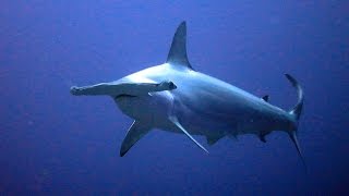 Facts The Hammerhead Shark [upl. by Acinonrev756]