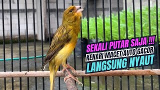 kenari gacor ngerol panjang JITU PANCINGAN KENARI AGAR BUNYI JADIKAN BURUNG KENARI GACOR NYAUT [upl. by Yremrej935]