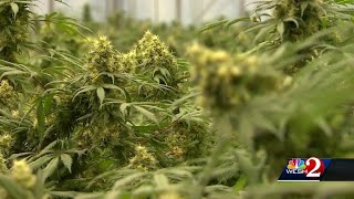 Choice to legalize recreational use of marijuana in Florida may end up on 2024 ballot [upl. by Nelyag713]