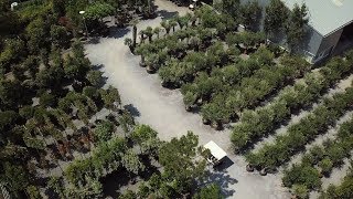 Olijfboom Specialist  Mediterrane bomen vertrouwd dichtbij  Moodfilm 2018 [upl. by Per]