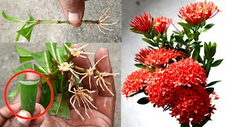 How To Grow Ixora Flower Plant From Cutting With Aloe Vera Rooting 100 [upl. by Nahsaj]