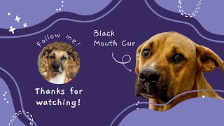 Unleashing the Black Mouth Cur All You Need to Know about this Amazing Dog Breed [upl. by Adiarf]