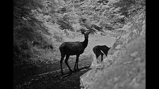 Piègephoto dans les Carpates roumaines [upl. by Ameehs]