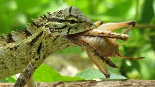 Lizard eating a Mantis [upl. by Draned314]