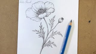 POPPY FLOWER Drawing Made Easy in Just 10 Minutes [upl. by Elcarim]