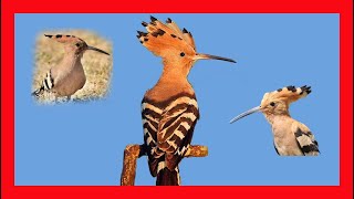 Eurasian Hoopoe Song Eurasian Hoopoe Call Eurasian Hoopoe Sound  Abubilla Canto  Upupa Epops [upl. by Yrolam]