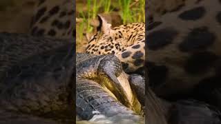 🐆La Vida del Jaguar Cazador Silencioso🐾 animales animalessueltos animals curiosidades [upl. by Silirama]