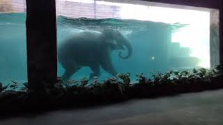 ArissaAfamosa Safari Wonderland 3 Aquatic Elephant [upl. by Yesllek246]