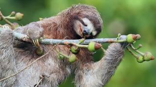 Brownthroated Threetoed Sloth [upl. by Yentruoc423]