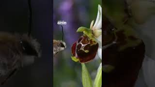 Natures Illusion The Allure of the Bee Orchid 🌼🐝 [upl. by Greabe]