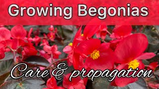 Begonia plant care  How to grow and Propagate Begonias  Tropical Plant care  Begonia Flower [upl. by Elene519]