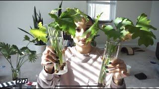 Attempting to propagate my Philodendron Selloum in water [upl. by Goodard]