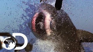 The Most Epic Shark Week Moments  Shark Weeks 50 Best Bites  SHARK WEEK 2018 [upl. by Aime371]