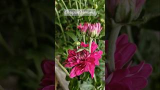 Added New Chrysanthemums to my collection chrysanthemum guldaudi flowers music shorts nature [upl. by Pinzler295]