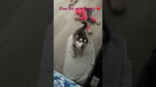 Lucky Charm Farms Beverly Hills Florida  cute puppies Klee Kai mini Husky sharing her feelings ❤️🐶 [upl. by Dwane]