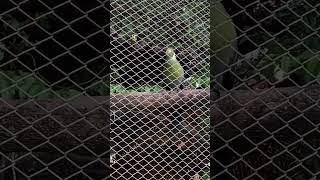 Turacos [upl. by Ashlee498]