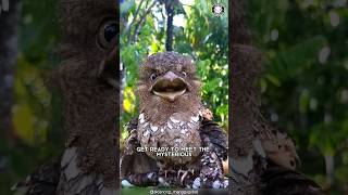 Frogmouth 🦉 When Birds Mimic Trees [upl. by Yrogreg280]