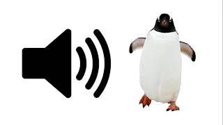 Penguin  Sound Effect  ProSounds [upl. by Kile]