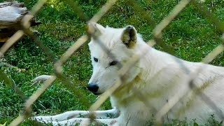 Gray wolf at ZooAmerica September 2024 [upl. by Hatfield]