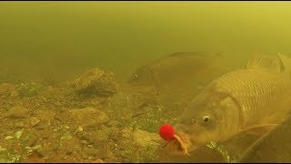 Aquaborne Underwater Feeder Carpfishing [upl. by Downes]