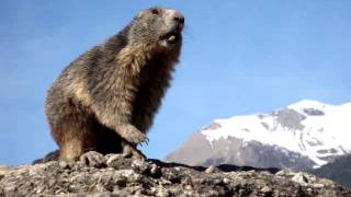 Marmotte qui siffle [upl. by Rider939]