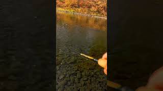 Brodhead Creek Trout Fishing Short Fishing Outdoors [upl. by Anirual]