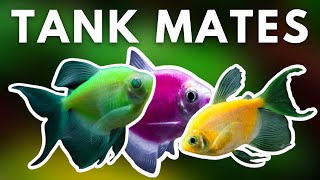 TOP 5 BEST GLOFISH TANK MATES FOR YOUR AQUARIUM [upl. by Hillyer]