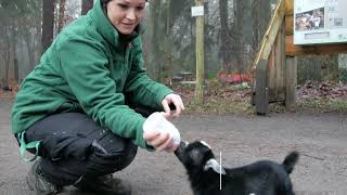 Süße Tierbabys Im Wildpark Müden gibt es Nachwuchs [upl. by Hoffarth33]