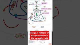 Stage 3 Release of Norepinephrine in the synaptic cleft [upl. by Arinaid407]