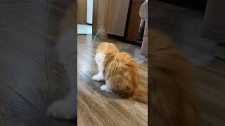 Whisker persian cat playing with her new toy Shocked to see it catwatch catworld meowingtons [upl. by Engvall581]