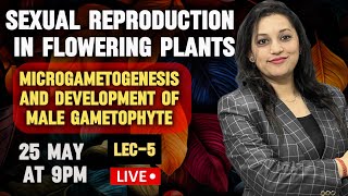 Sexual Reproduction in Flowering Plants  Microgametogenesis  Development of male gametophyte [upl. by Shult]